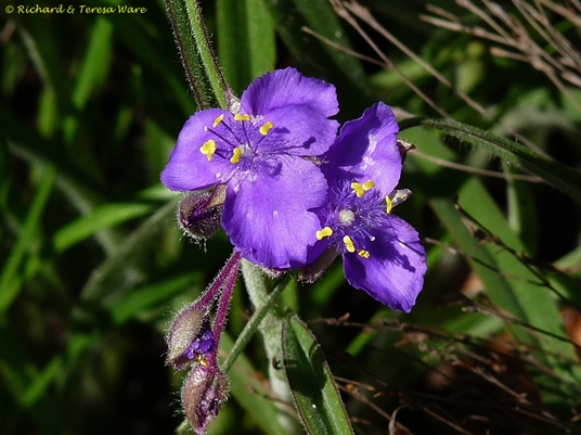 {Tradescantia hirsuticaulis}